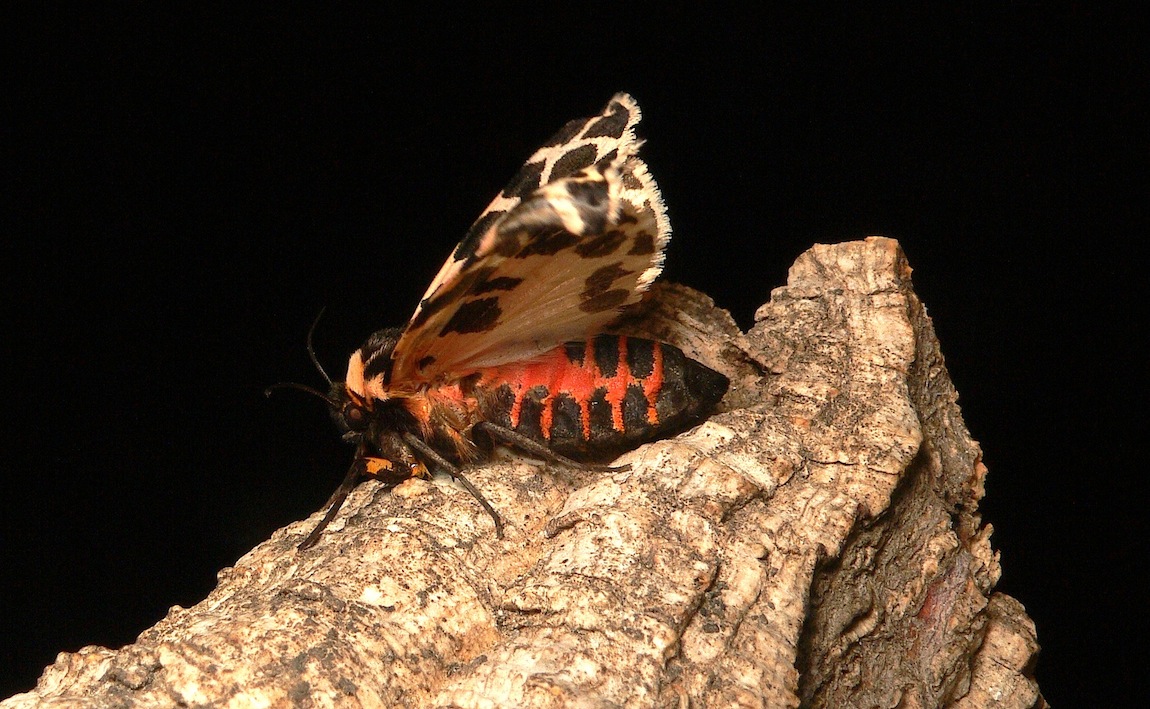 Cymbalophora pudica (Esper, [1785])